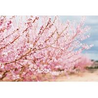 fotomural vinilo ramas almendros 350 x 250 cm