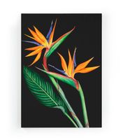lienzo 60x40 impresion flor del paraiso