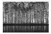 poster naturaleza puntillismo sin marco 60x40cm