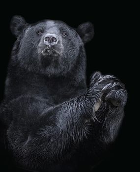 Cuadro Oso blanco y negro 40 × 50