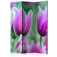 biombo - purple spring tulips 135x172 cm