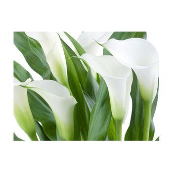 Papel Pintado 3d - Ramo De Flores - Calas (300x231 Cm)