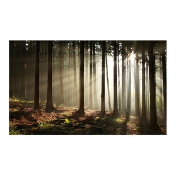Papel Pintado 3d - Un Bosque Brumoso Por La Ma?ana (450x270 Cm)