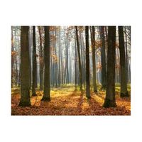 papel pintado 3d - autumn trees 200x154 cm