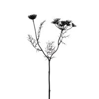 tallo de zanahoria silvestre artificial negro h42