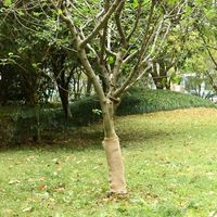 vidaxl rollo de yute 05x50 m 100 yute 200 gm