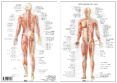 sistema muscular