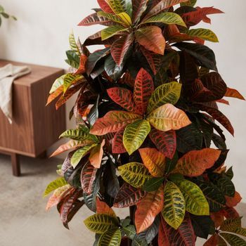 Croton 140 Cm Nortene