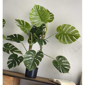 Planta Split Philo 110 Cms. 110 Cms