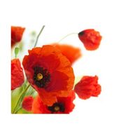 papel pintado 3d - poppies on the wihite background 350x270 cm