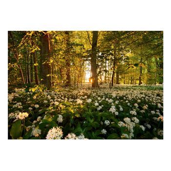 Papel Pintado 3d - Flora Forestal (350x245 Cm)