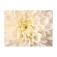 papel pintado 3d - una dalia blanca 300x231 cm