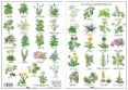 plantas medicinales