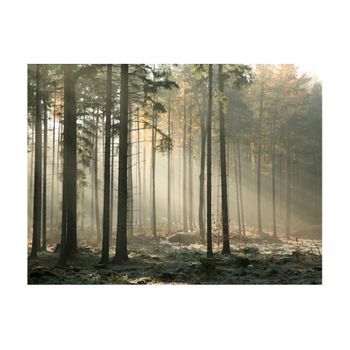 Papel Pintado 3d - Foggy November Morning (250x193 Cm)