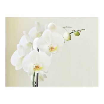Papel Pintado 3d - Orquídea Blanca (250x193 Cm)