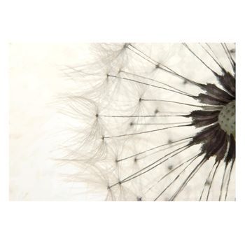 Papel Pintado 3d - White Dandelion (200x140 Cm)