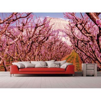 Fotomural Vinilo Camino Entre Almendros 600 X 300 Cm