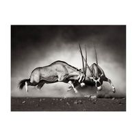 papel pintado 3d - lucha de antilopes 350x270 cm