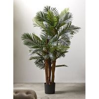planta kentia 156 cms 156 cms