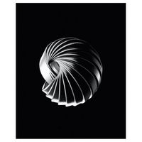 cuadro lienzo impresion digital - concha - decoracion pared - 40x50cm