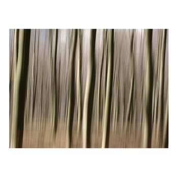 Papel Pintado 3d - Bosque (400x309 Cm)