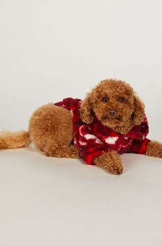 Hunkemöller Onesie para perro Rojo