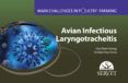 Main challenges in poultry farming. Avian infectious laryngotracheitis.