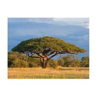 papel pintado 3d - acacia africana- parco nacional hwange zimbabwe 250x193 cm
