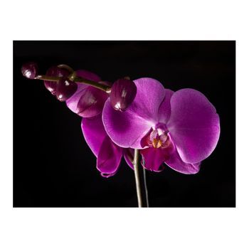 Papel Pintado 3d - Elegante Orchis (300x231 Cm)