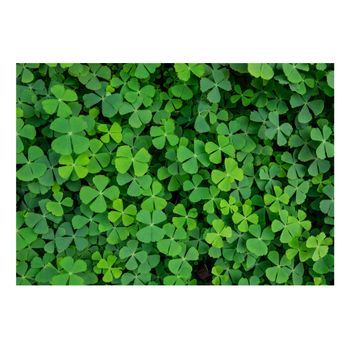 Papel Pintado 3d - Green Clover (250x175 Cm)