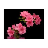 papel pintado 3d - azalea in black 350x270 cm