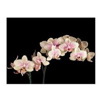 papel pintado 3d - orquidea florescente 400x309 cm