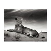 papel pintado 3d - leona en blanco y negro 300x231 cm