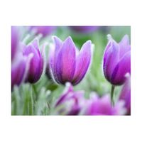 papel pintado 3d - tulipanes violeta de primavera 400x309 cm