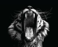 cuadro tigre blanco y negro 40  50