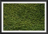 poster naturaleza pared con hiedra con marco negro 60x40cm
