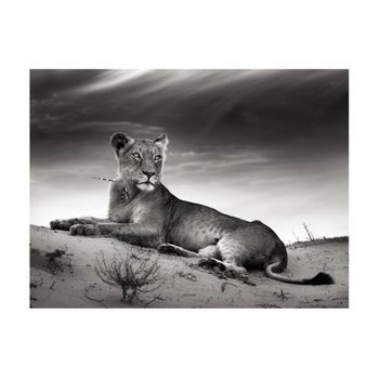 Papel Pintado 3d - Leona En Blanco Y Negro (350x270 Cm)