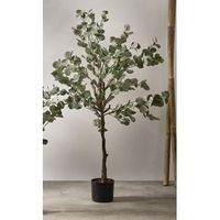arbol eucalipto 150 cms 150 cms