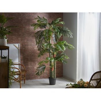 Arbol Kentia 250 Cms. 250 Cms