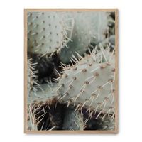 cuadro cactus thorns