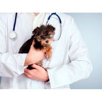 fotomural vinilo veterinario y perrito 350 x 250 cm
