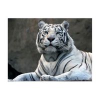 papel pintado 3d - tigre de bengala en el zoo 400x309 cm