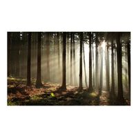 papel pintado 3d - un bosque brumoso por la maana 450x270 cm