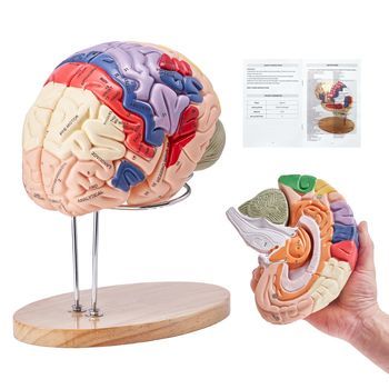 Vevor Modelo De Cerebro Humano 4 Partes Desmontables 2x Ampliado En Pvc Con Soporte