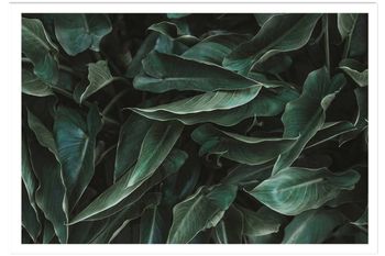 Póster de hojas verdes sin marco 60x40cm