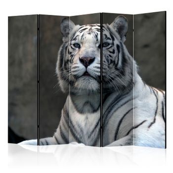 Biombo - Bengali Tiger In Zoo Ii [room Dividers]