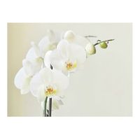 papel pintado 3d - orquidea blanca 200x154 cm