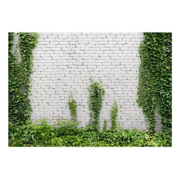 Papel Pintado 3d - Hiedra Rastrera (300x210 Cm)