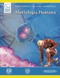 morfologia humana