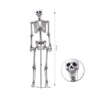 esqueleto humano completo de 155 cm